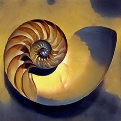 Shell Image