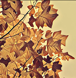 Leaves Image